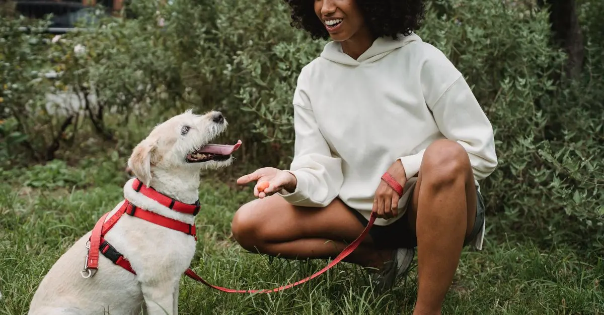 Discover the Best Freeze-Dried Dog Treats