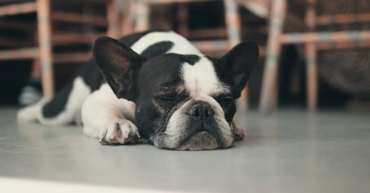 Best Pet Cameras: A Comprehensive Buying Guide