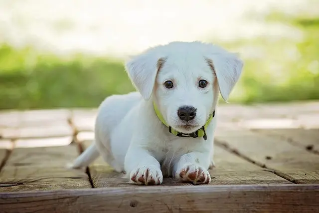 Best Dog Training Collars: A Detailed Buying Guide