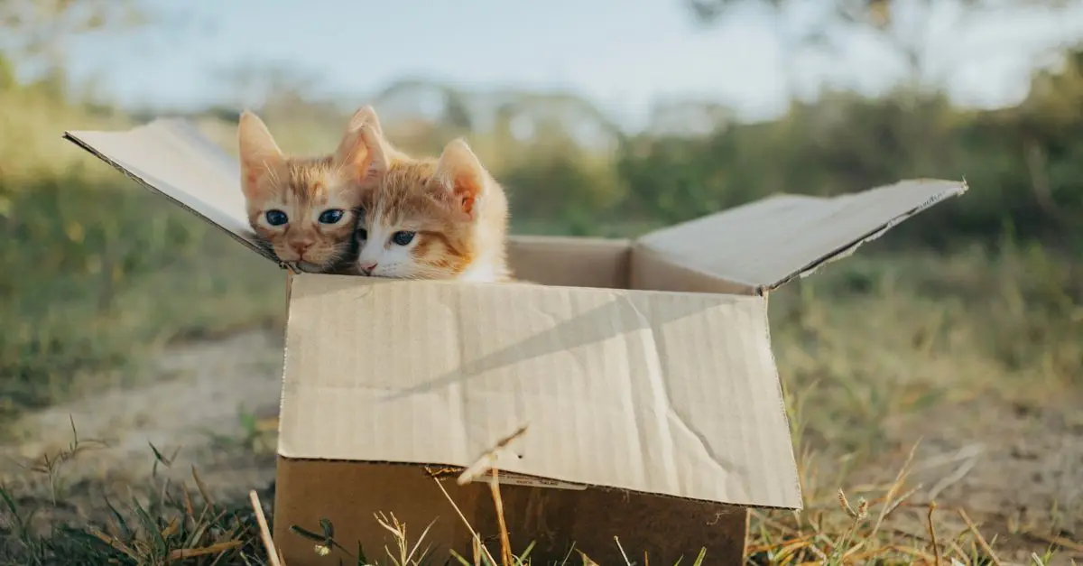 Ultimate Guide to Top Rated Cat Litter Boxes