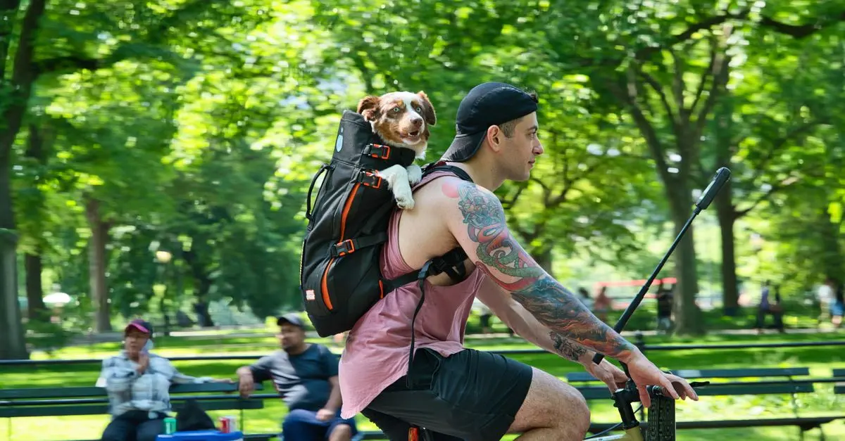 Best Pet Carriers: Your Complete Buying Guide